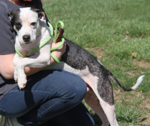 Adopt-a-pet: Ruger